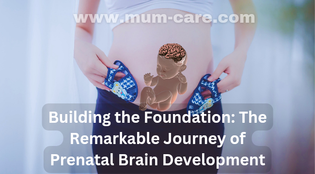 Building the Foundation: The Remarkable Journey of Prenatal Brain Development